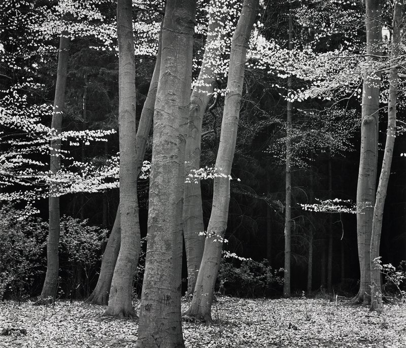 Elm Forest, Holland, Brett Weston, 1971 (printed c. 1973)