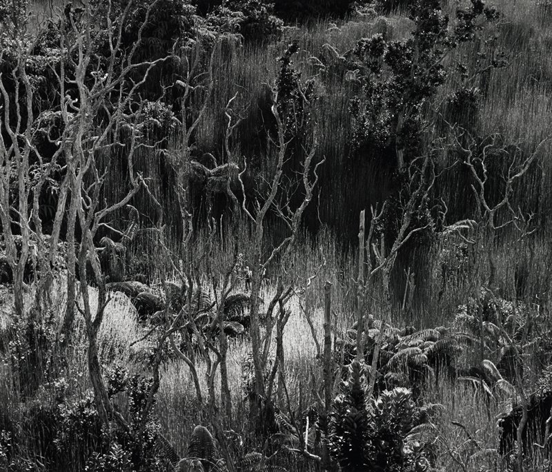 Landscape, Brett Weston, 1978