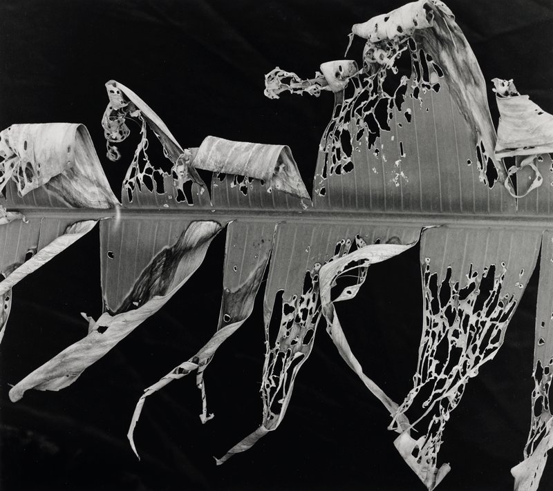 Torn Leaf, Brett Weston, 1978