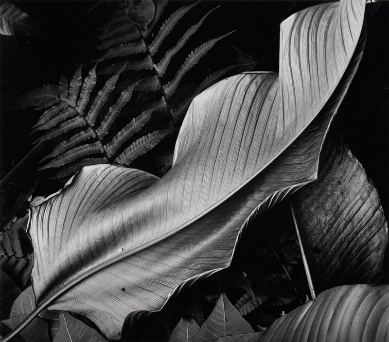 Leaf and Ferns, Brett Weston, 1979