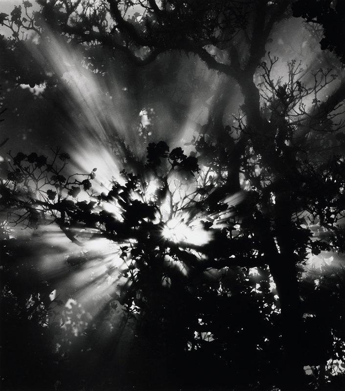Sunburst, Brett Weston, 1978
