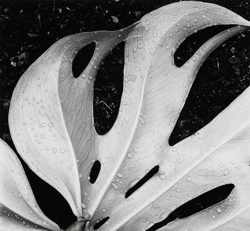 Sculptured Leaf, Brett Weston, 1979