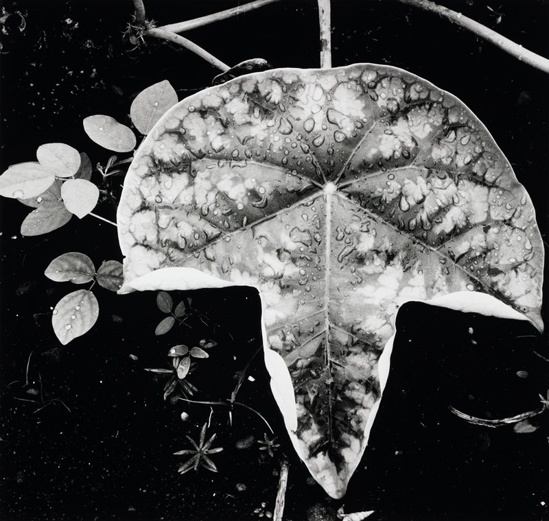 Leaf and Rain Drops, Brett Weston, 1979