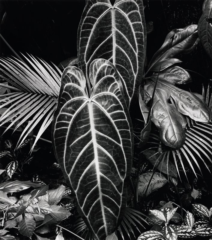 Leaf Cluster, Brett Weston, 1978