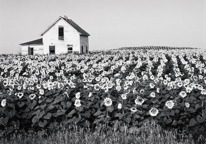 Sun Flowers, North Dakota, Henry E. Gilpin, 1981 (printed c. 1985)