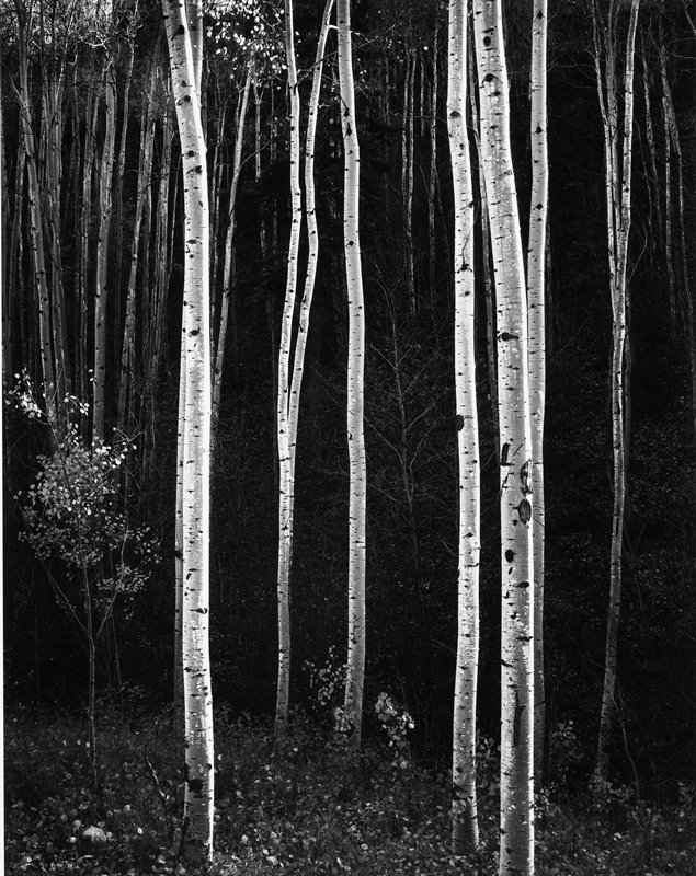 Aspens, Autumn, New Mexico, Don Worth, 1958 (printed c. 1985)