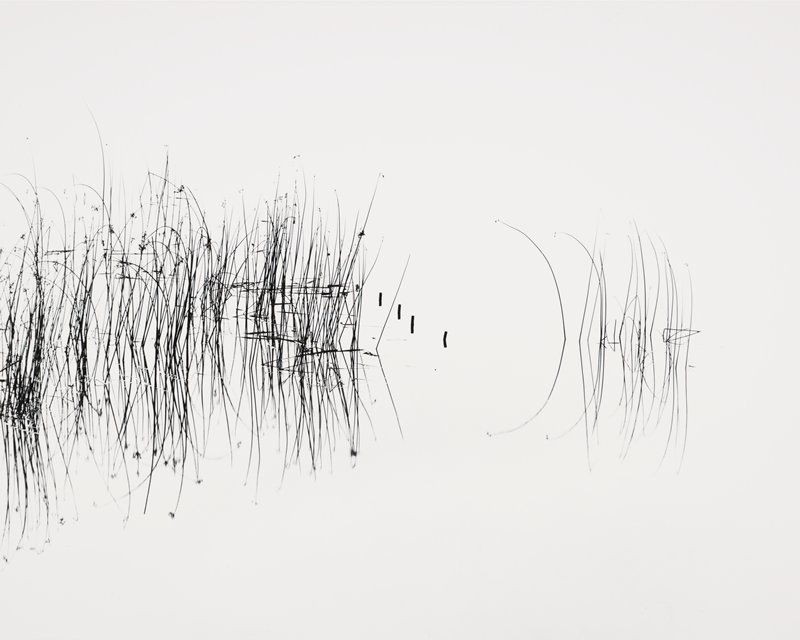 Reeds in Young's River Near Astoria, Oregon, Robert K. Byers, 1976 (printed c. 1985)