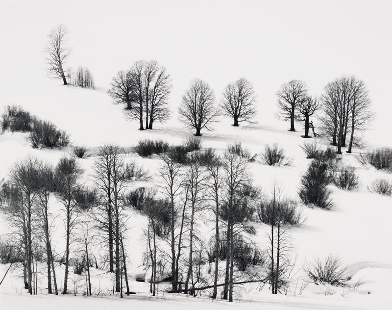 Trees in Snow on Conway Summit Above Mono Lake, California, Robert K. Byers, 1981 (printed c. 1985)