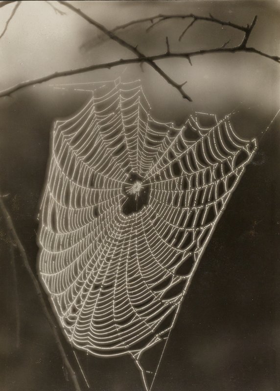 Untitled [spider web], J. H. Field