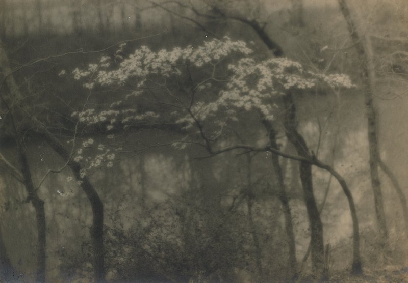 Untitled [flowering small tree along river bank], J. H. Field