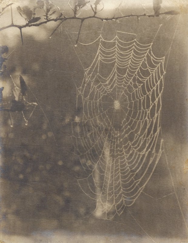 Nature's Jewels, J. H. Field, c. 1916