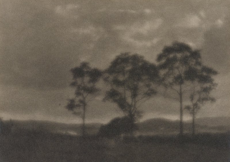 Untitled [four trees silhouetted], J. H. Field