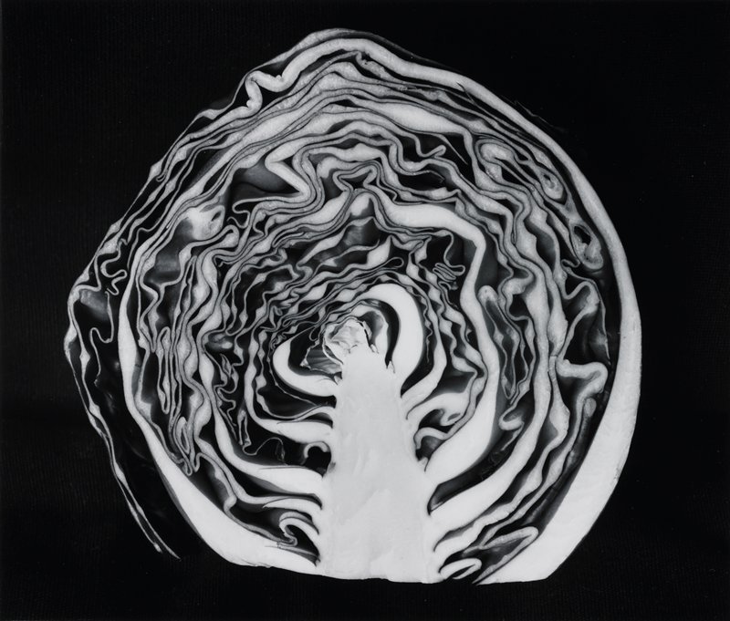 Red Cabbage, Hawaii, Frederick B. Scheel, January 26, 1988