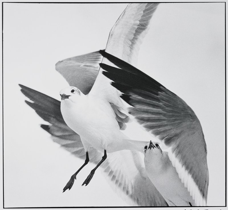 Laughing Gulls, Florida, Frederick B. Scheel, December 13, 1994