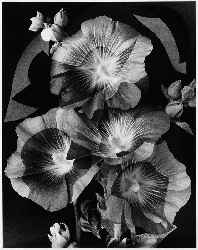 Masqued Hollyhocks, Frederick B. Scheel, August 3, 1990