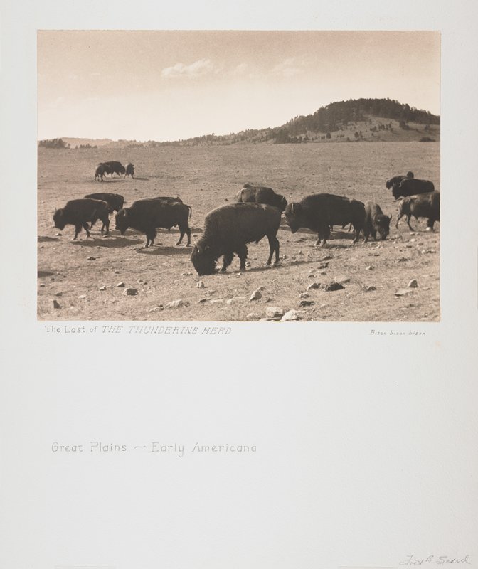The Last of the Thundering Herd, Frederick B. Scheel, 1934