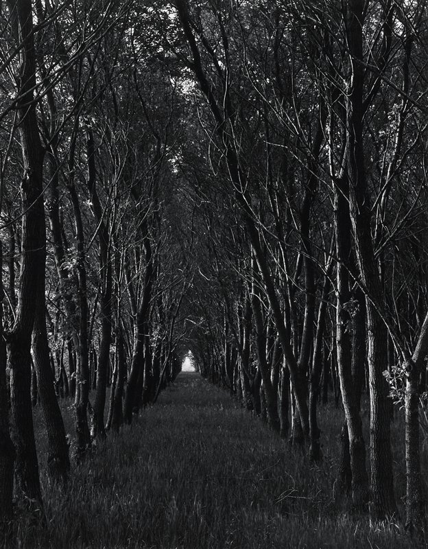 Box Elder Grove, Clay County, MN, Frederick B. Scheel, May 1961