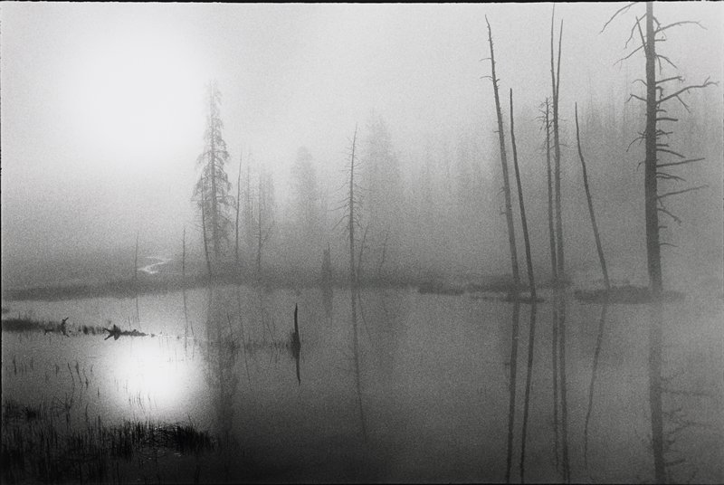 Yellowstone Thermal Swamp Number 2, Frederick B. Scheel, September 23, 1999