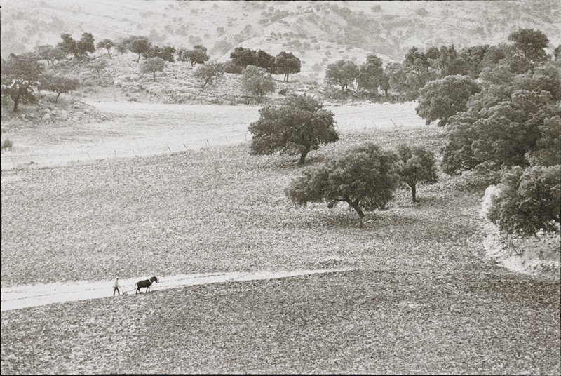 Plowing Hills with Two Mules, Frederick B. Scheel, October 5, 1982