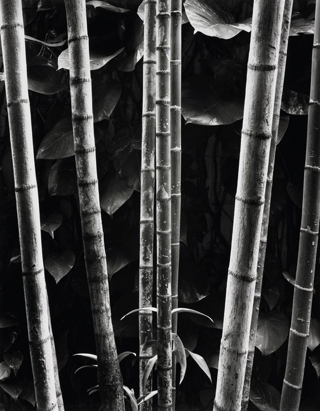 Mac Arthur Palm, Maui, Frederick B. Scheel, January 9, 1998