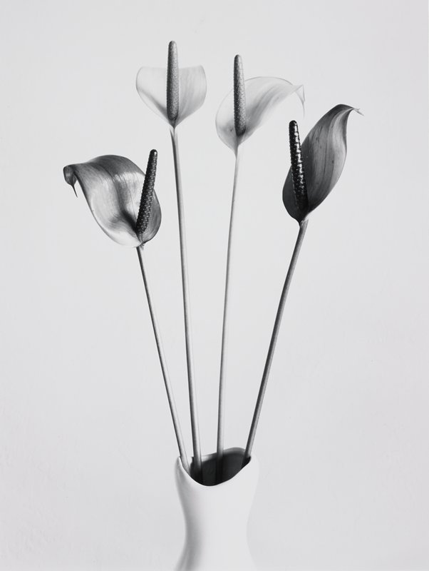 Anthuriums, Waikoloa, Hawaii, Frederick B. Scheel, January 26, 2001
