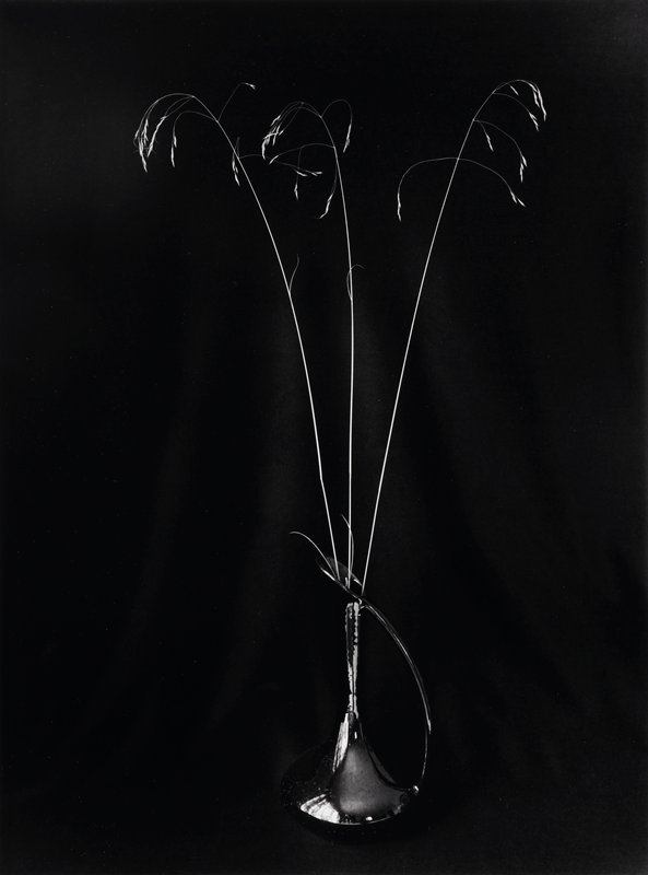 Yellowstone Grasses, Frederick B. Scheel, October 1, 1995