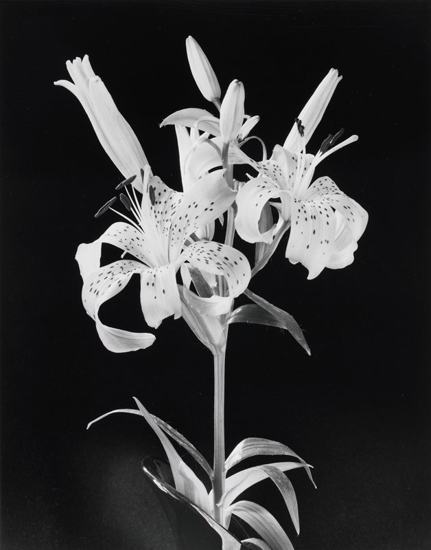 Tiger Lily in Black Vase, Frederick B. Scheel, February 17, 1991