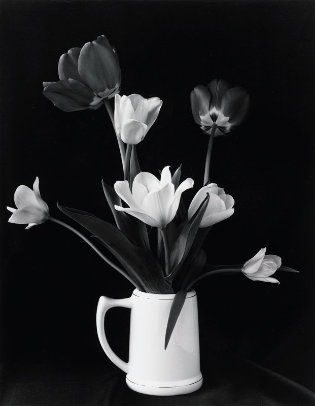 Red and White Tulips in a White Stein, Frederick B. Scheel, May 4, 1989
