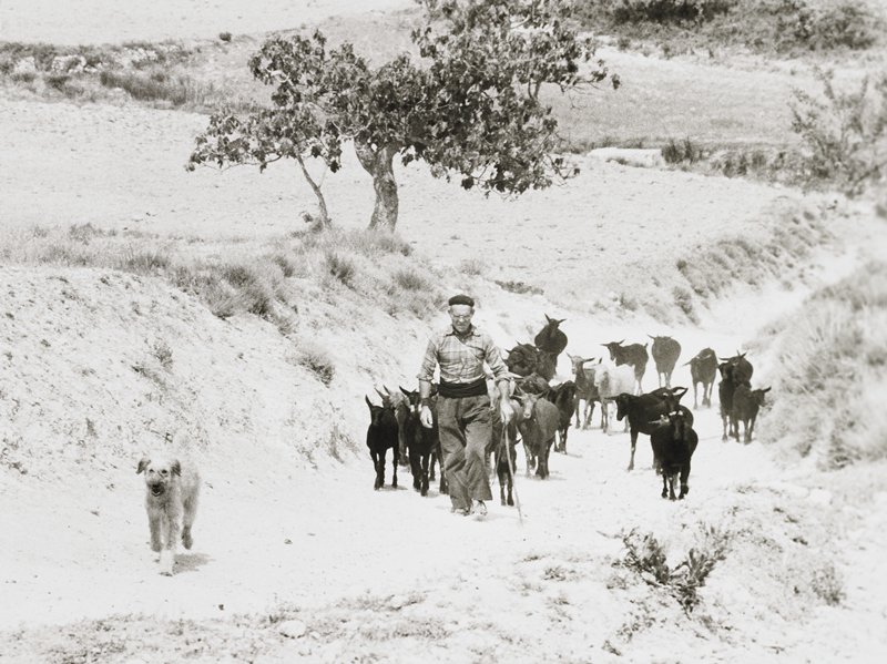 Herdsman and Goats Near Beneloch, Spain, Frederick B. Scheel, May 26, 1983