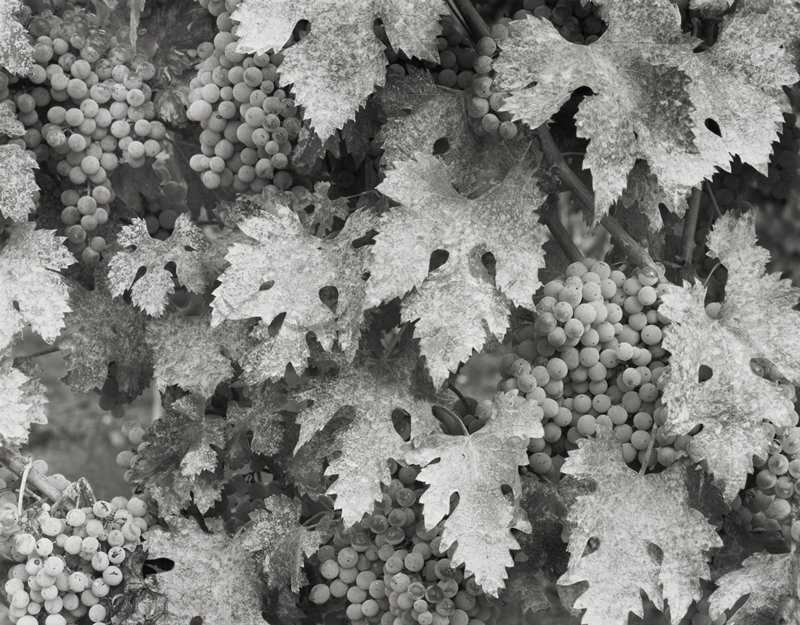 Grape Vines Near Assisi, Italy, Frederick B. Scheel, September 28, 1998