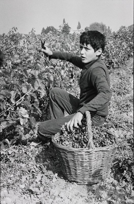 Grape Picker, Allan, France, Frederick B. Scheel, October 4, 1972