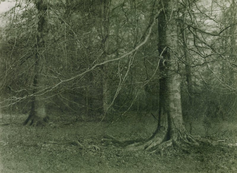 Untitled [trees], Theodore Eitel, c. 1915