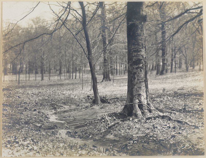 Untitled [trees and stream], Theodore Eitel, c. 1915