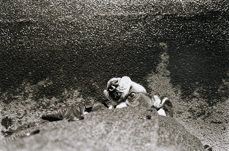 Bull Dog, plate 26 from, Fun, Friends, and Relatives, Ramon J. Muxter, 1970