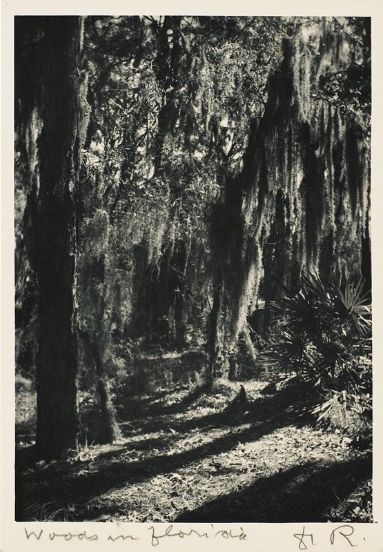 Woods in Florida, Drahomir Josef Ruzicka, 20th century