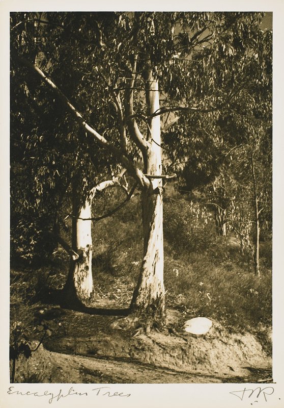 Eucalyptus Trees, Drahomir Josef Ruzicka, 20th century