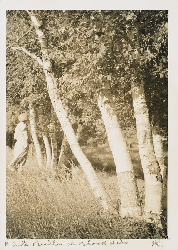 White Birches in Black Hills, Drahomir Josef Ruzicka, 20th century