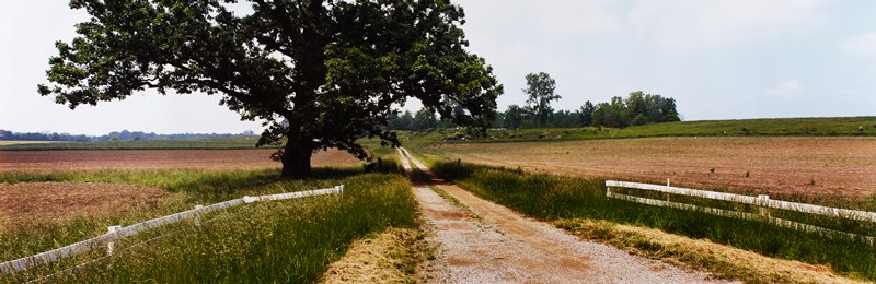 Tree, Farm Road, Highway 22, Northeast of Rushville, Fairfield Co., Ohio, Stuart D. Klipper, June 3, 1995