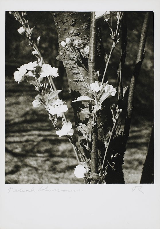 Peach Blossoms, Drahomir Josef Ruzicka, 20th century
