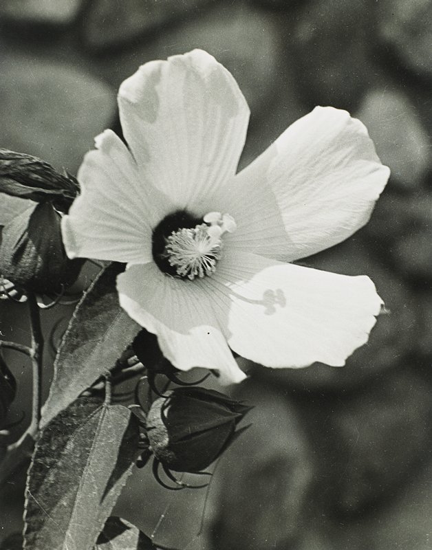 Hibiscus, Drahomir Josef Ruzicka, 20th century