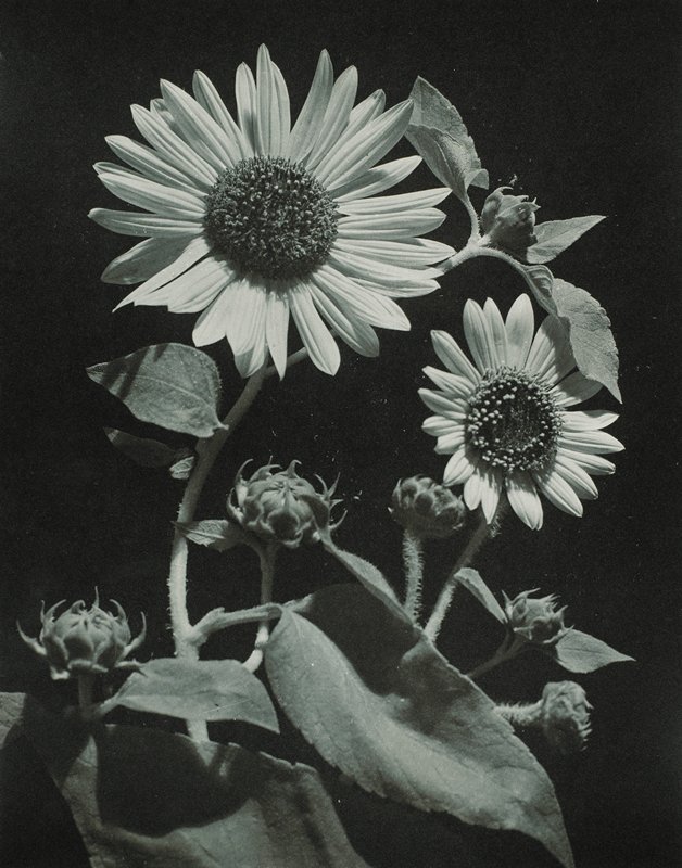 Sun Flowers, Drahomir Josef Ruzicka, 20th century