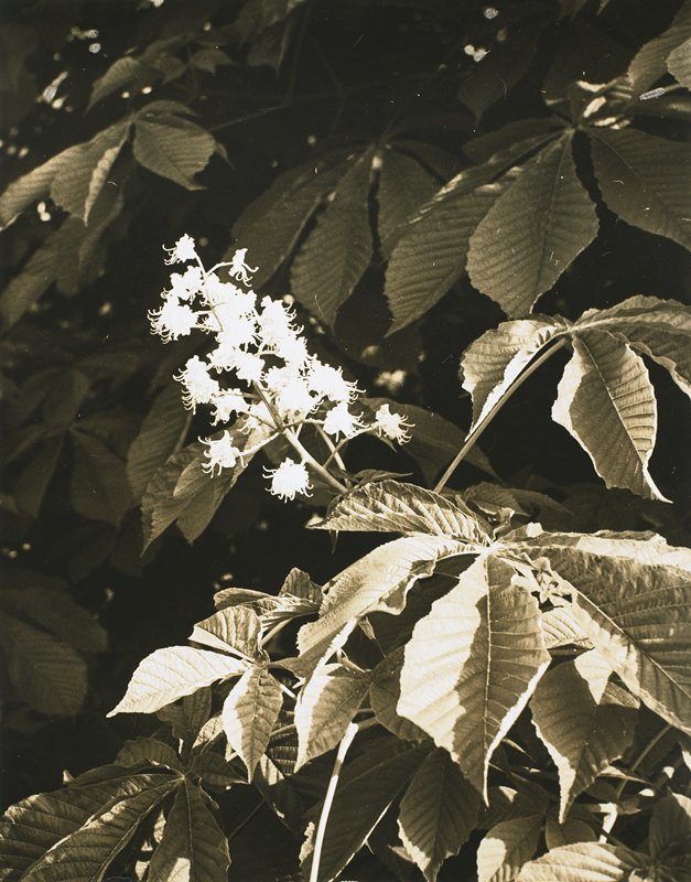 Chestnut Blossom, Drahomir Josef Ruzicka, 20th century