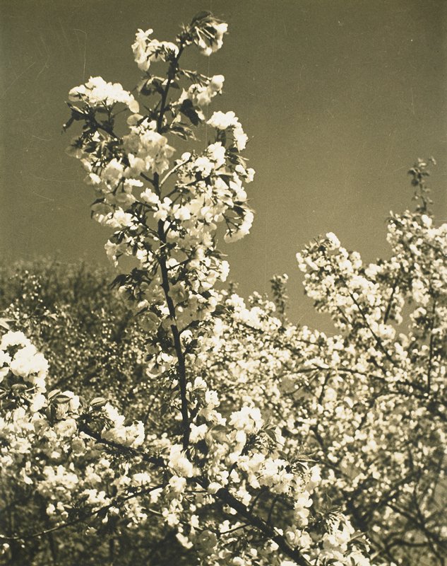 Cherry Blossoms, Drahomir Josef Ruzicka, 20th century