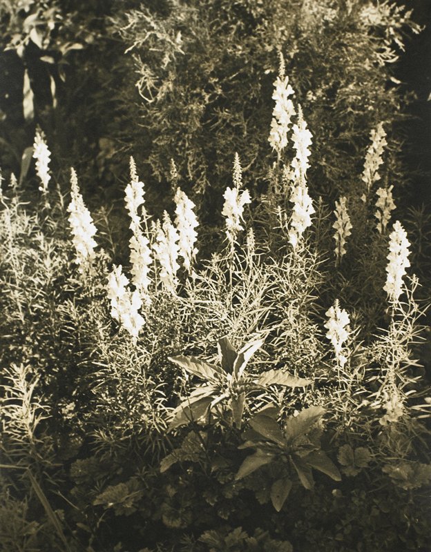 Flowers, Drahomir Josef Ruzicka, 20th century