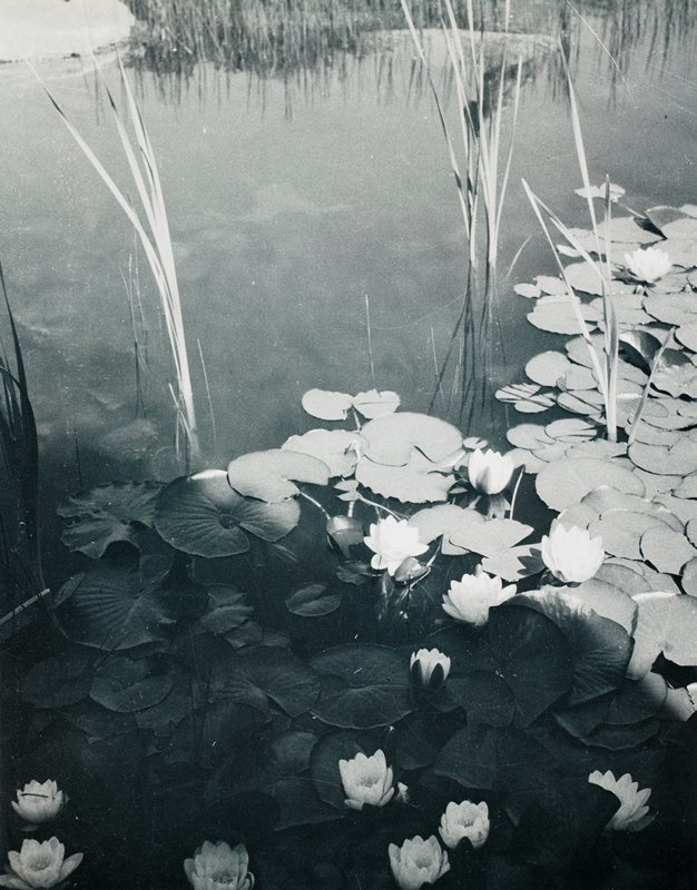 Water Lillies, Drahomir Josef Ruzicka, 20th century