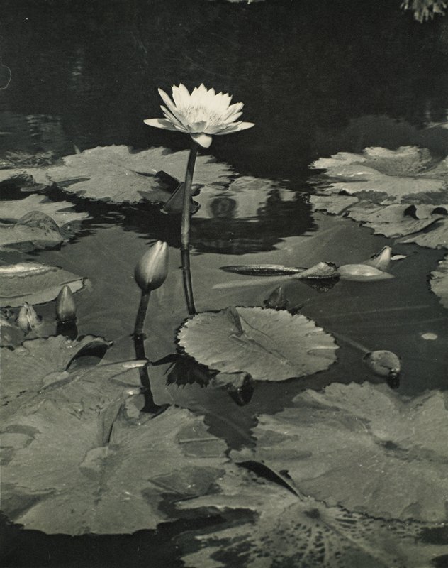 A Water Lily, Drahomir Josef Ruzicka, 20th century