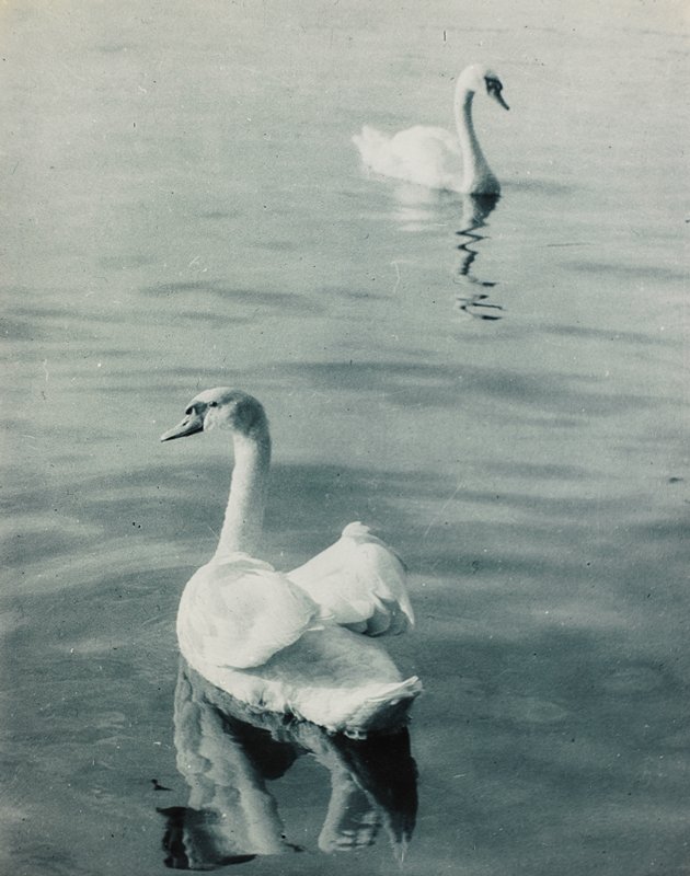 Swans, Drahomir Josef Ruzicka, 20th century