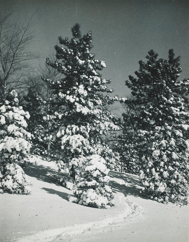 Woods in Winter, Drahomir Josef Ruzicka, 20th century