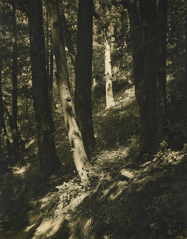 Sunlit Woods, Drahomir Josef Ruzicka, 20th century