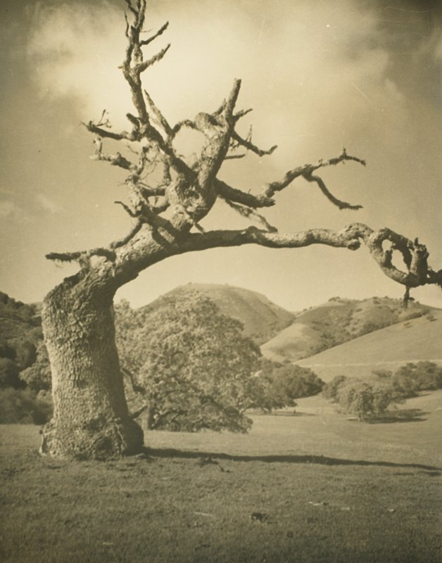 California Trees, Drahomir Josef Ruzicka, 1948
